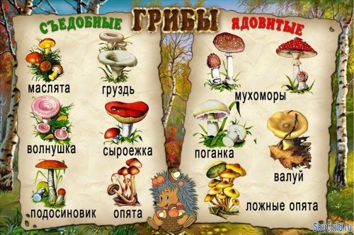 Картинки по запросу ядовитые грибы донбасса