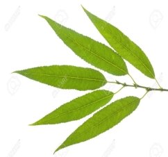 Картинки по запросу картинка листьев ивы