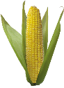 Картинки по запросу картинка кукуруза без фона