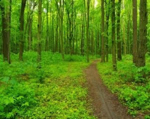 Фотошпалери яскраво-зелений ліс, (арт. 21596) - купити в інтернет ...