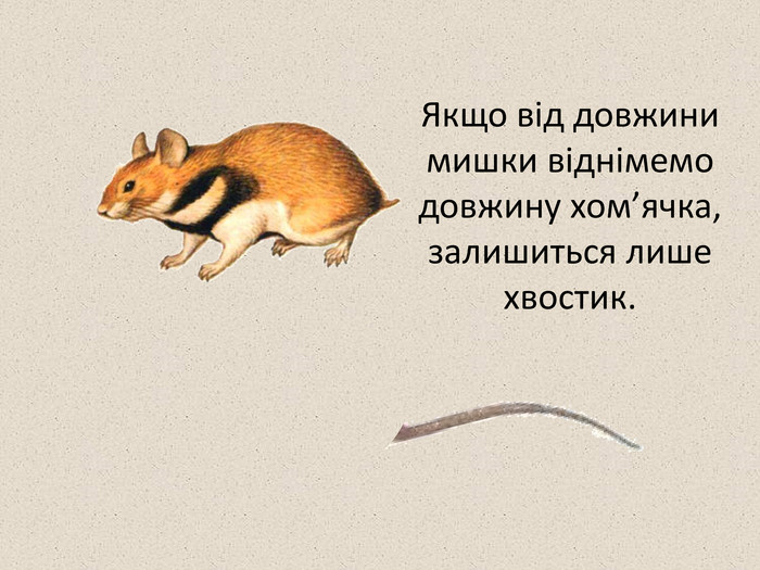 Якщо від довжини мишки віднімемо довжину хом’ячка, залишиться лише хвостик.