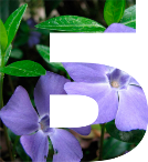 C:\Users\555\Desktop\вербові котики\впізнати рослину за підказками\барвінок 1.png
