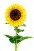 C:\Users\555\Desktop\depositphotos_1357858-stock-photo-yellow-sunflower-isolated-on-white.jpg