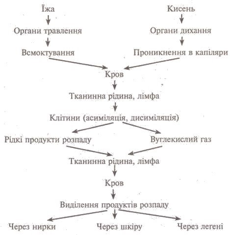 http://www.subject.com.ua/lesson/biology/9klas/9klas.files/image101.jpg