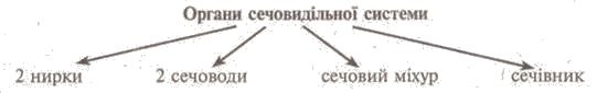 http://www.subject.com.ua/lesson/biology/9klas/9klas.files/image102.jpg