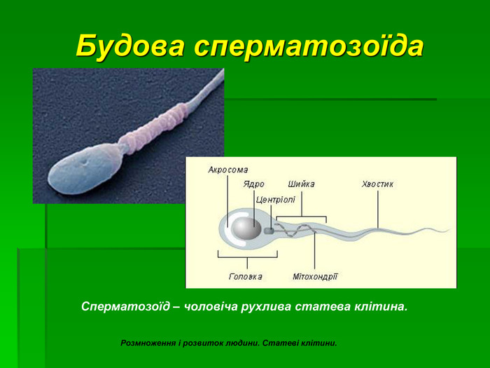 Будова сперматозоїда. Сперматозоїд – чоловіча рухлива статева клітина. Розмноження і розвиток людини. Статеві клітини.