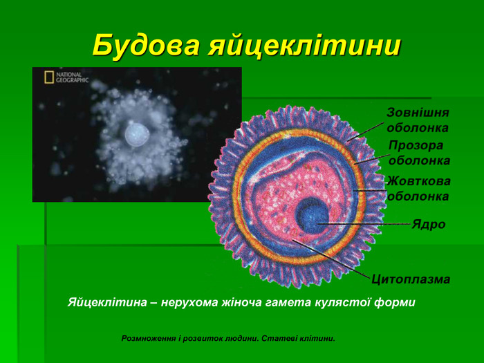 Будова яйцеклітини. Яйцеклітина – нерухома жіноча гамета кулястої форми Розмноження і розвиток людини. Статеві клітини. 