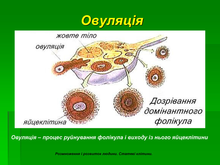 Овуляція. Овуляція – процес руйнування фолікула і виходу із нього яйцеклітини Розмноження і розвиток людини. Статеві клітини. 