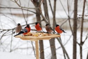 Птицы Среднего Поволжья - Фотоальбомы: снегири