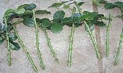 Розмноження троянд живцями з букета і в картоплі, цікаві способи живцювання                      </div>
                </div>
                                                                                                            </div>
                    

                    

                                    </div>

                <div class=