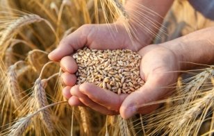 В Україні оприлюднено прогноз врожаю пшениці у 2020 році – AgroNews