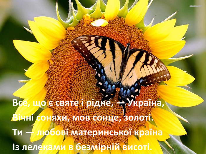 Все, що є святе і рідне, — Україна,Вічні соняхи, мов сонце, золоті. Ти — любові материнської країнаІз лелеками в безмірній висоті.