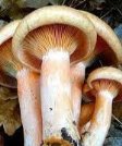C:\Біологія\пластнчастые грибы.jpg