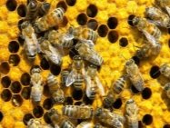 Результат пошуку зображень за запитом "сімя бджіл"