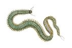 Clam Worm (Nereis Limnicola), Rag Worm, Annelids, Invertebrates' Art Print  - Encyclopaedia Britannica | Art.com