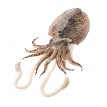 Raw cuttlefish on white background — Stock Photo © jianghongyan #120814112