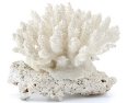Белые кораллы: свойства камней
