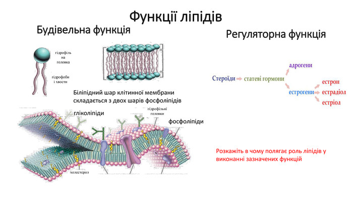 Будівельна функціяхолестеролгідрофільні головки. Біліпідний шар клітинної мембрани складається з двох шарів фосфоліпідівгідрофільна головкагідрофобні хвостифосфоліпідигліколіпіди. Регуляторна функція. Розкажіть в чому полягає роль ліпідів у виконанні зазначених функцій. Функції ліпідів