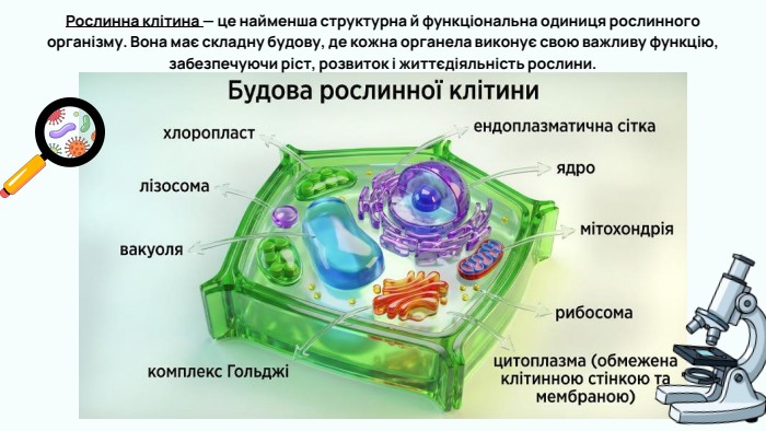 Рослинна клітина — це найменша структурна й функціональна одиниця рослинного організму. Вона має складну будову, де кожна органела виконує свою важливу функцію, забезпечуючи ріст, розвиток і життєдіяльність рослини.