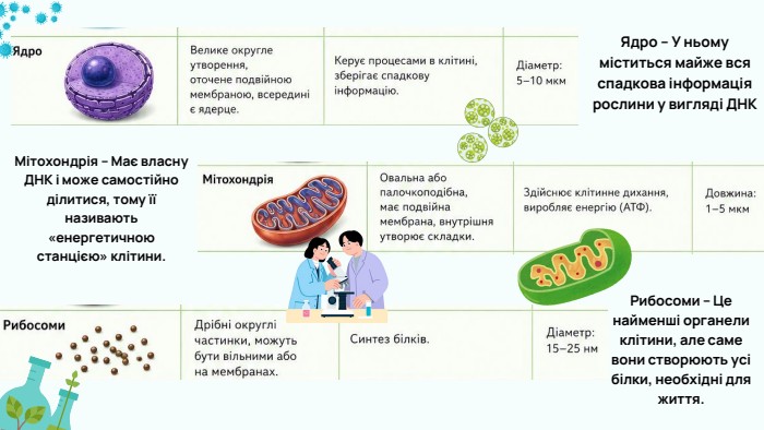 Ядро – У ньому міститься майже вся спадкова інформація рослини у вигляді ДНКМітохондрія – Має власну ДНК і може самостійно ділитися, тому її називають «енергетичною станцією» клітини. Рибосоми – Це найменші органели клітини, але саме вони створюють усі білки, необхідні для життя.