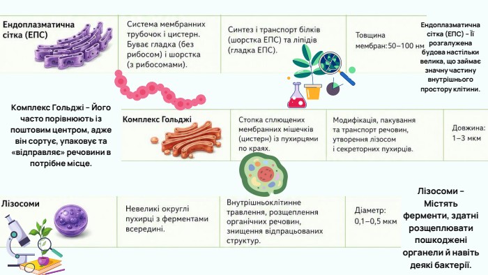 Ендоплазматична сітка (ЕПС) – Її розгалужена будова настільки велика, що займає значну частину внутрішнього простору клітини. Комплекс Гольджі – Його часто порівнюють із поштовим центром, адже він сортує, упаковує та «відправляє» речовини в потрібне місце. Лізосоми – Містять ферменти, здатні розщеплювати пошкоджені органели й навіть деякі бактерії.