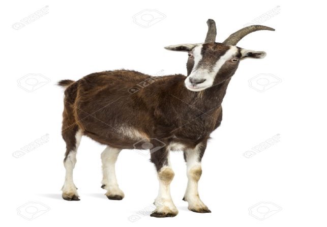 https://previews.123rf.com/images/isselee/isselee1303/isselee130300230/18179427-toggenburg-goat-against-white-background-Stock-Photo.jpg
