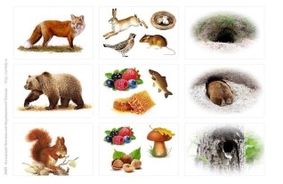 Кто что ест и где живет | Животные игры, Лесные животные, Дикие животные