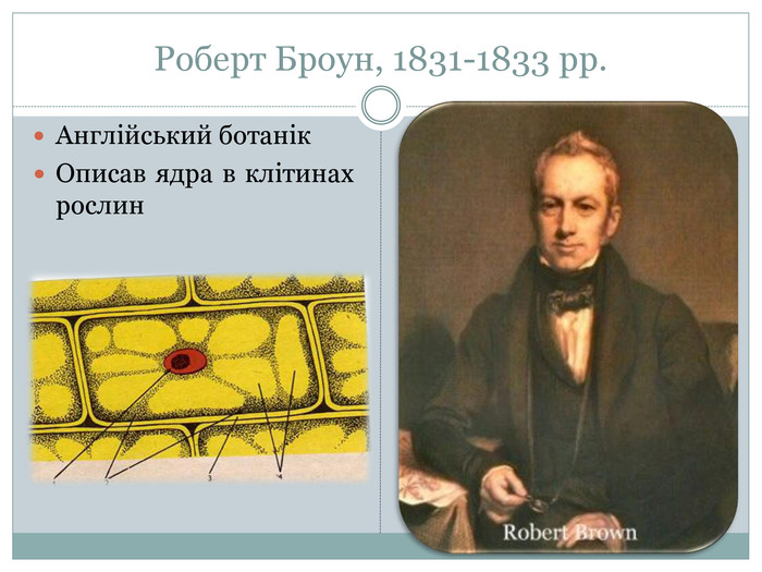 Роберт Броун, 1831-1833 рр. Англійський ботанік. Описав ядра в клітинах рослин