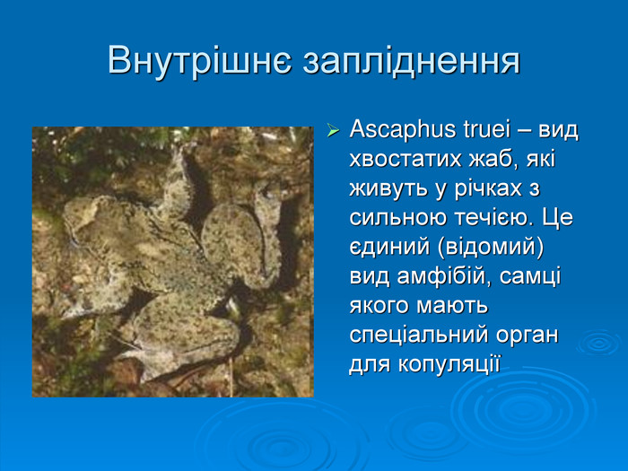 Внутрішнє запліднення. Ascaphus truei – вид хвостатих жаб, які живуть у річках з сильною течією. Це єдиний (відомий) вид амфібій, самці якого мають спеціальний орган для копуляції