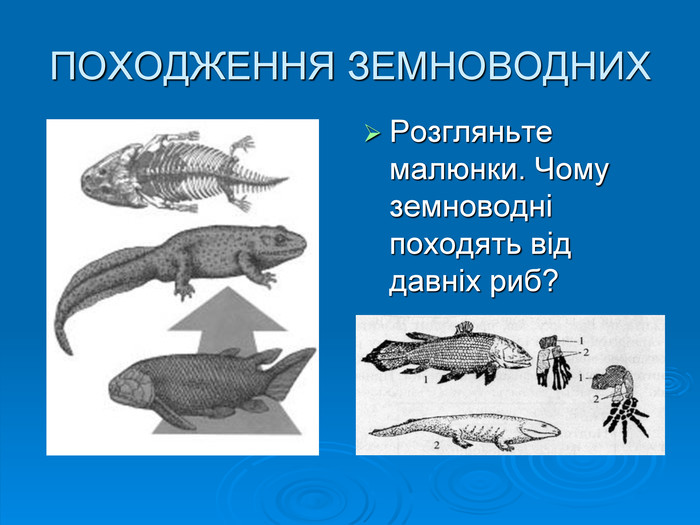 ПОХОДЖЕННЯ ЗЕМНОВОДНИХРозгляньте малюнки. Чому земноводні походять від давніх риб?