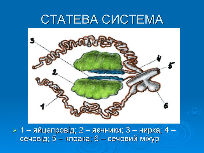 СТАТЕВА СИСТЕМА1 – яйцепровід; 2 – яєчники; 3 – нирка; 4 – сечовід; 5 – клоака; 6 – сечовий міхур 