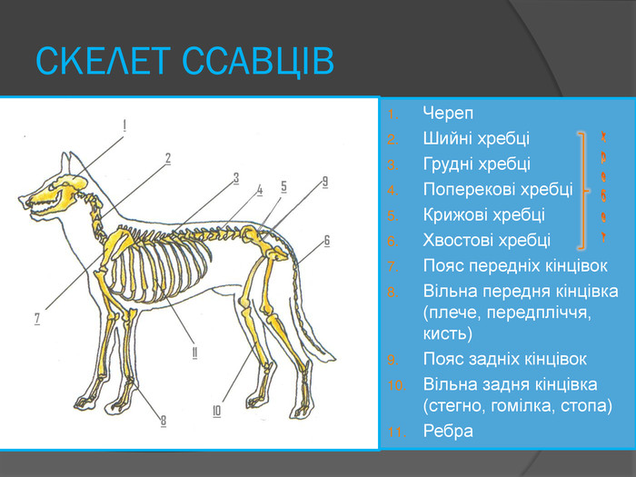 СКЕЛЕТ ССАВЦІВЧереп. Шийні хребціГрудні хребціПоперекові хребціКрижові хребціХвостові хребціПояс передніх кінцівок. Вільна передня кінцівка (плече, передпліччя, кисть)Пояс задніх кінцівок. Вільна задня кінцівка (стегно, гомілка, стопа)Ребрахребет