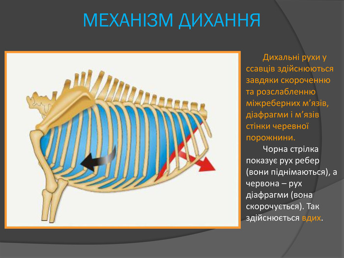 МЕХАНІЗМ ДИХАННЯДихальні рухи у ссавців здійснюються завдяки скороченню та розслабленню міжреберних м’язів, діафрагми і м’язів стінки черевної порожнини. Чорна стрілка показує рух ребер (вони піднімаються), а червона – рух діафрагми (вона скорочується). Так здійснюється вдих.