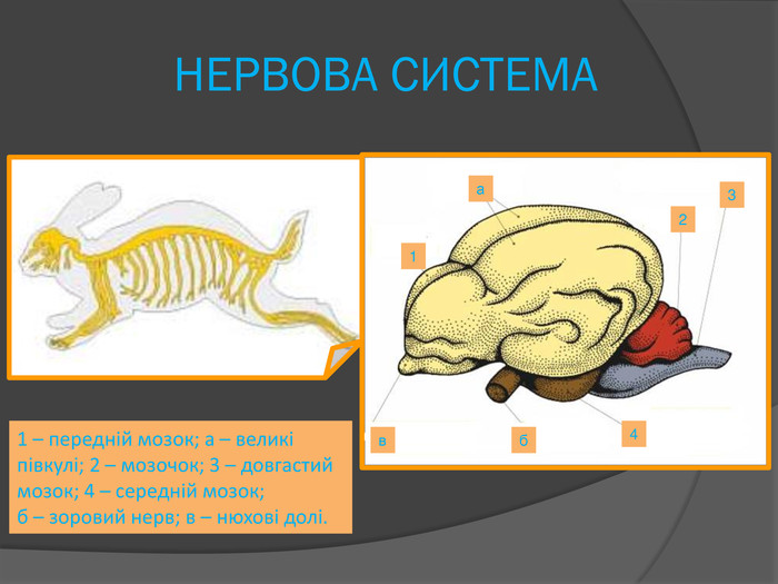 НЕРВОВА СИСТЕМА1 – передній мозок; а – великі півкулі; 2 – мозочок; 3 – довгастий мозок; 4 – середній мозок; б – зоровий нерв; в – нюхові долі.1а234бв