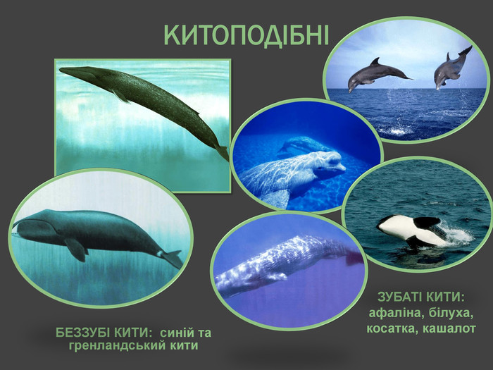 КИТОПОДІБНІБЕЗЗУБІ КИТИ: синій та гренландський кити. ЗУБАТІ КИТИ: афаліна, білуха, косатка, кашалот