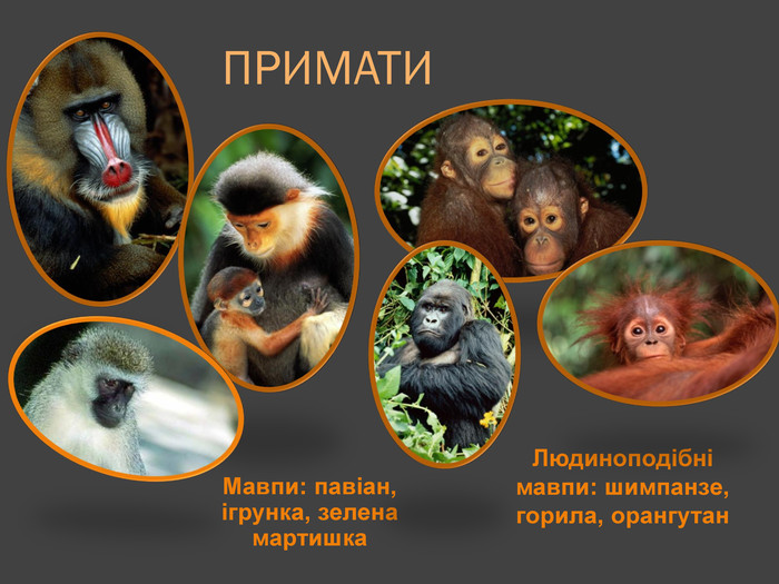 ПРИМАТИМавпи: павіан, ігрунка, зелена мартишка. Людиноподібні мавпи: шимпанзе, горила, орангутан