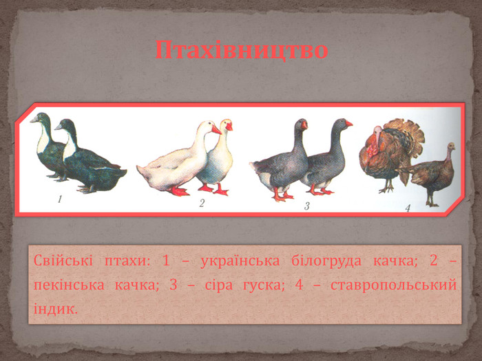 Свійські птахи: 1 – українська білогруда качка; 2 – пекінська качка; 3 – сіра гуска; 4 – ставропольський індик. Птахівництво