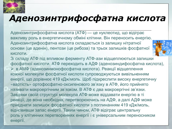 Аденозинтрифосфатна кислота. Аденозинтрифосфатна кислота (АТФ) — це нуклеотид, що відіграєважливу роль в енергетичному обміні клітини. Він переносить енергію. Аденозинтрифосфатна кислота складається із залишку нітратноїоснови (це аденін), пентози (це рибоза) та трьох залишків фосфатноїкислоти. Зі складу АТФ під впливом ферменту АТФ-ази відщеплюються залишкифосфатної кислоти. АТФ переходить в АДФ (аденозиндифосфатна кислота),в АМФ (аденозинмонофосфатна кислота). Реакції відщепленнякожної молекули фосфатної кислоти супроводжуються вивільненняменергії, що дорівнює 419 к. Дж/моль. Щоб підкреслити високу енергетичну«вартість» ортофосфатно-оксигенового зв’язку в АТФ, його прийнято називати макроергічним зв’язком. В АТФ є два макроергічні зв’язки. Завдяки своїй структурі молекула АТФ може віддавати енергію в тіреакції, де вона необхідна, перетворюючись на АДФ, а далі АДФ можеприєднати залишок фосфатної кислоти з поглинанням 419 к. Дж/моль,відновивши запас енергії. Таким чином, АТФ відіграє центральнуроль у клітинних перетвореннях енергії і є універсальним переносникоменергії.