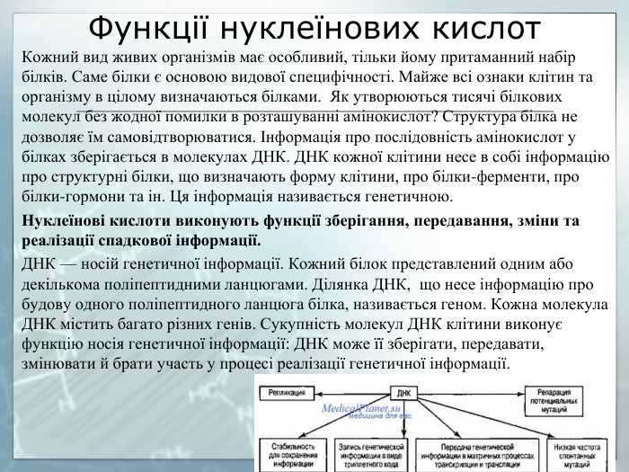 Функції нуклеїнових кислот. Кожний вид живих організмів має особливий, тільки йому притаманний набір білків. Саме білки є основою видової специфічності. Майже всі ознаки клітин та організму в цілому визначаються білками. Як утворюються тисячі білкових молекул без жодної помилки в розташуванні амінокислот? Структура білка не дозволяє їм самовідтворюватися. Інформація про послідовність амінокислот у білках зберігається в молекулах ДНК. ДНК кожної клітини несе в собі інформацію про структурні білки, що визначають форму клітини, про білки-ферменти, про білки-гормони та ін. Ця інформація називається генетичною. Нуклеїнові кислоти виконують функції зберігання, передавання, зміни та реалізації спадкової інформації. ДНК — носій генетичної інформації. Кожний білок представлений одним або декількома поліпептидними ланцюгами. Ділянка ДНК, що несе інформацію про будову одного поліпептидного ланцюга білка, називається геном. Кожна молекула ДНК містить багато різних генів. Сукупність молекул ДНК клітини виконує функцію носія генетичної інформації: ДНК може її зберігати, передавати, змінювати й брати участь у процесі реалізації генетичної інформації.