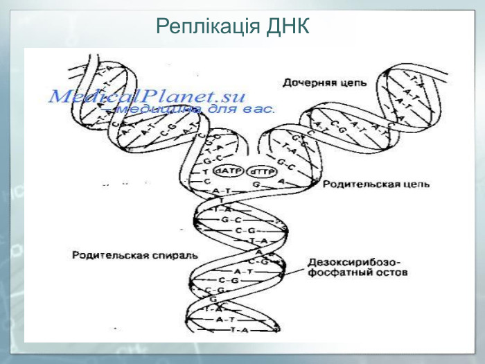 Реплікація ДНК