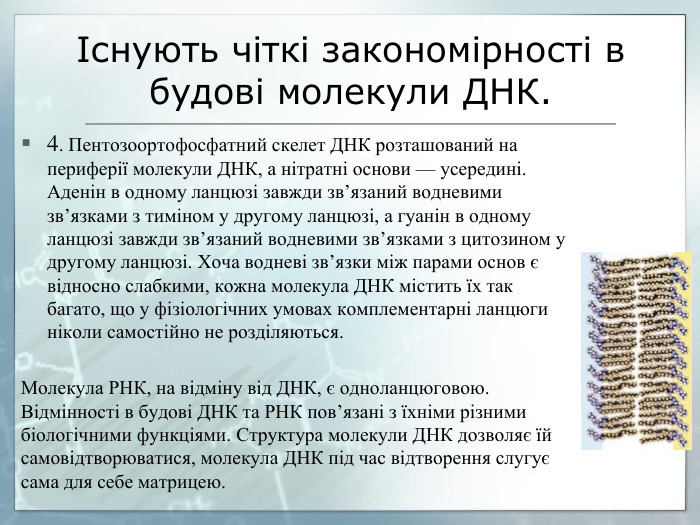 Існують чіткі закономірності в будові молекули ДНК.4. Пентозоортофосфатний скелет ДНК розташований на периферії молекули ДНК, а нітратні основи — усередині. Аденін в одному ланцюзі завжди зв’язаний водневими зв’язками з тиміном у другому ланцюзі, а гуанін в одному ланцюзі завжди зв’язаний водневими зв’язками з цитозином у другому ланцюзі. Хоча водневі зв’язки між парами основ є відносно слабкими, кожна молекула ДНК містить їх так багато, що у фізіологічних умовах комплементарні ланцюги ніколи самостійно не розділяються. Молекула РНК, на відміну від ДНК, є одноланцюговою. Відмінності в будові ДНК та РНК пов’язані з їхніми різними біологічними функціями. Структура молекули ДНК дозволяє їй самовідтворюватися, молекула ДНК під час відтворення слугує сама для себе матрицею.