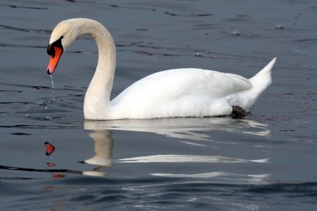 C:\Users\Admin\Pictures\Cavalierelatino_-_Swan_in_the_lake_with_reflection_(by).jpg