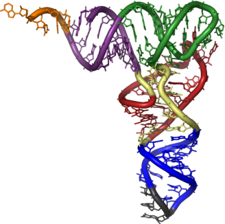 http://900igr.net/datai/khimija/Stroenie-DNK-i-RNK/0043-027-Transportnaja-RNK.png