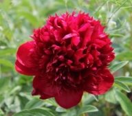 Пион Red Magic | Выращивание цветов г. Новосибирск