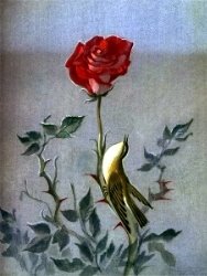 Оскар Уайльд "Соловей и роза" - краткое содержание сказки