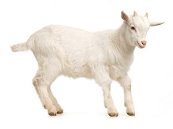 Результат пошуку зображень за запитом коза на белом фоне"