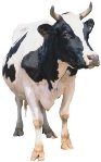 Результат пошуку зображень за запитом корова на белом фоне"