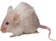 rat_mouse_PNG23531.png