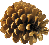 pine_cone_PNG13356.png