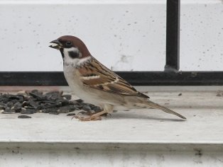 sparrow48885